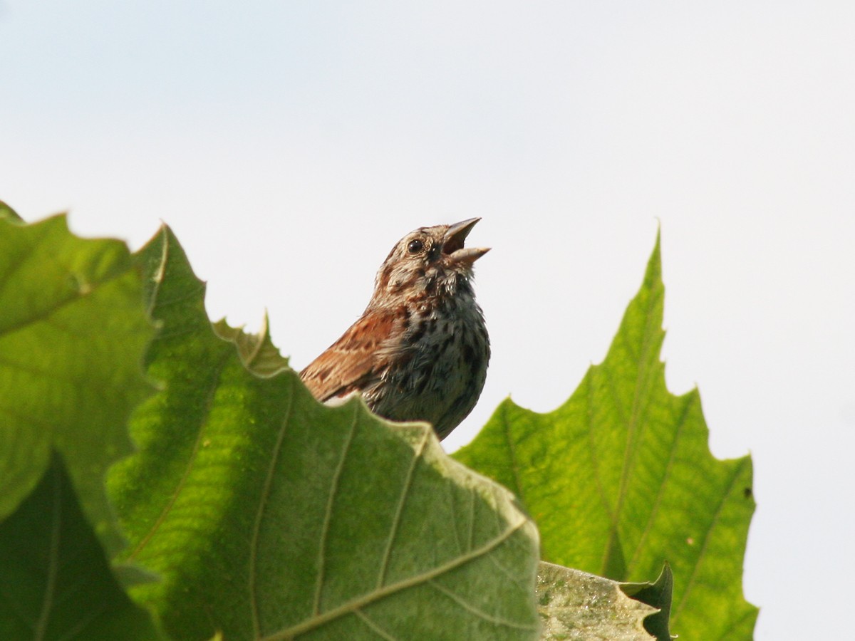 Song Sparrow - Sherry Plessner