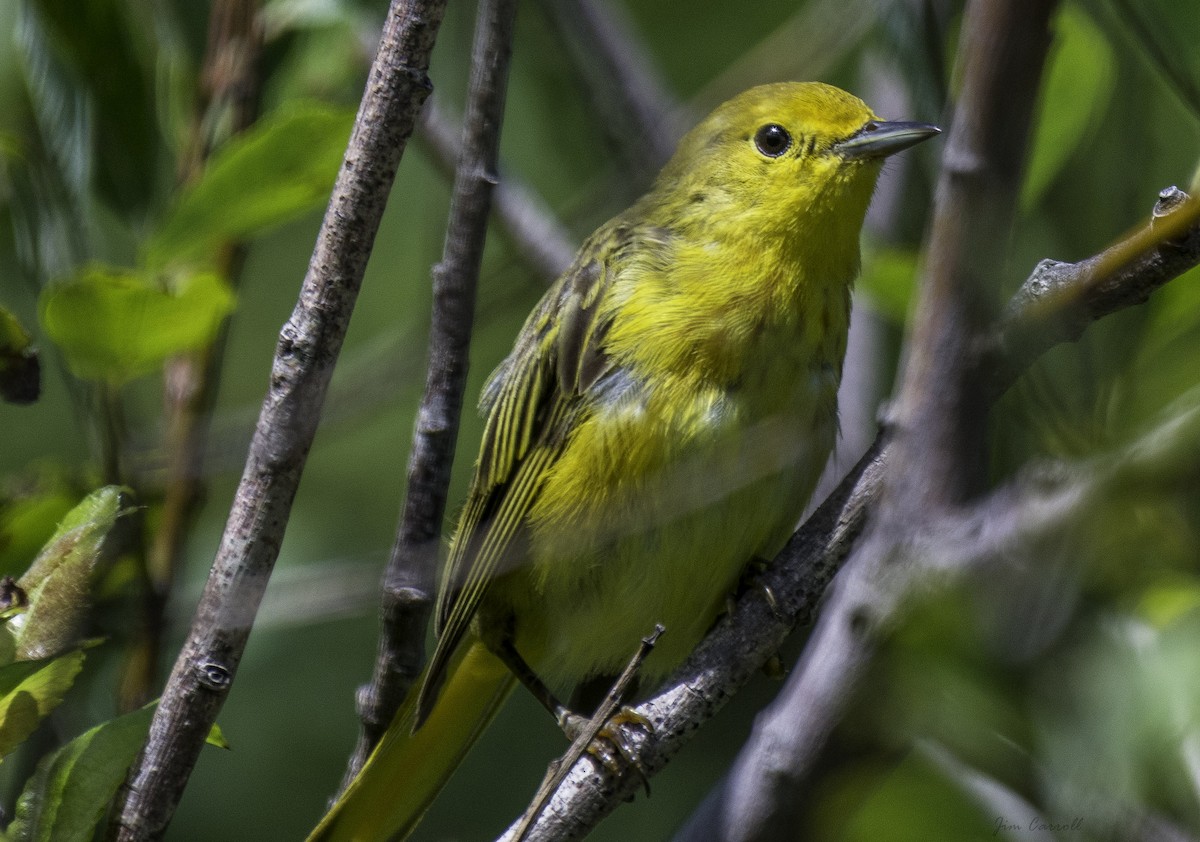 Yellow Warbler - ML109449041