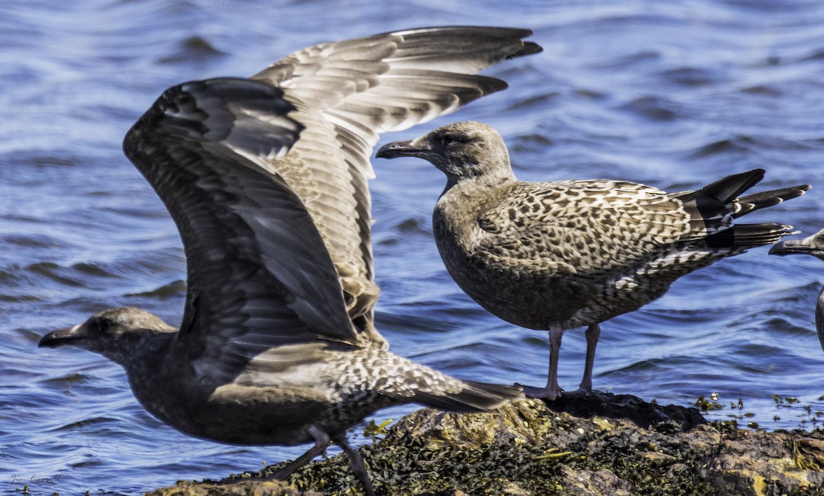 Herring Gull - ML109449141