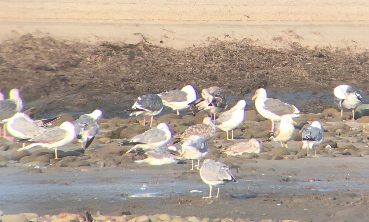 California Gull - ML109449891