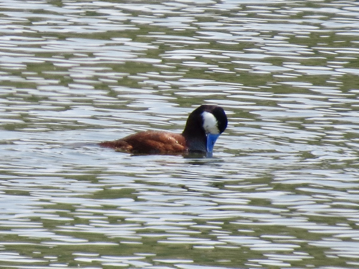 Ruddy Duck - Sharyn Isom