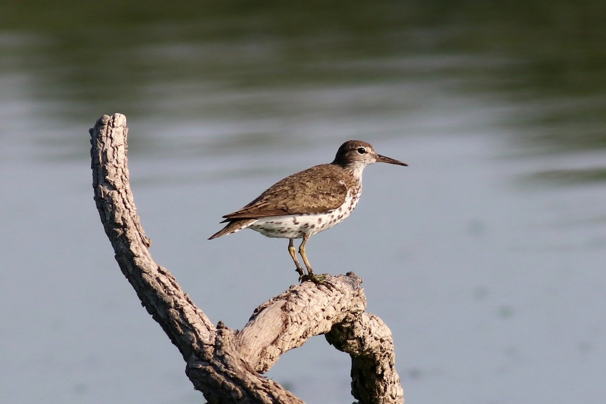 Spotted Sandpiper - Ronald Newhouse