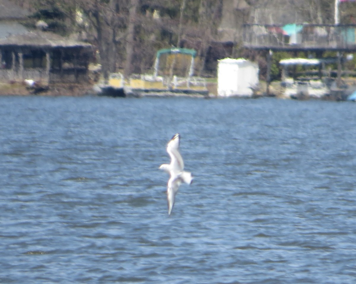 Bonaparte's Gull - ML109452841