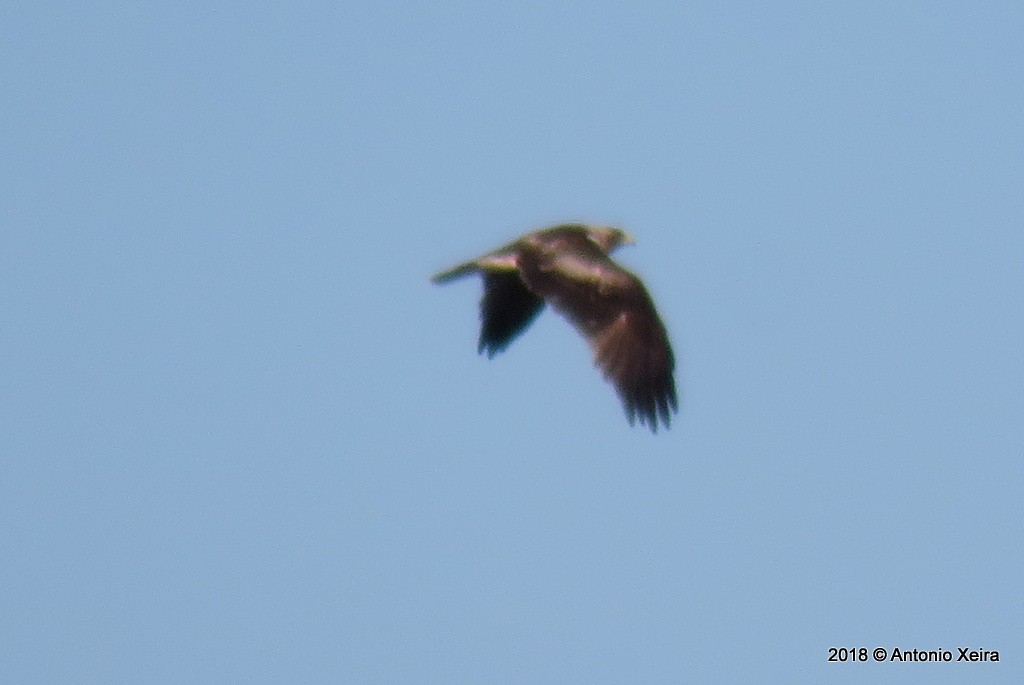 Booted Eagle - Antonio Xeira