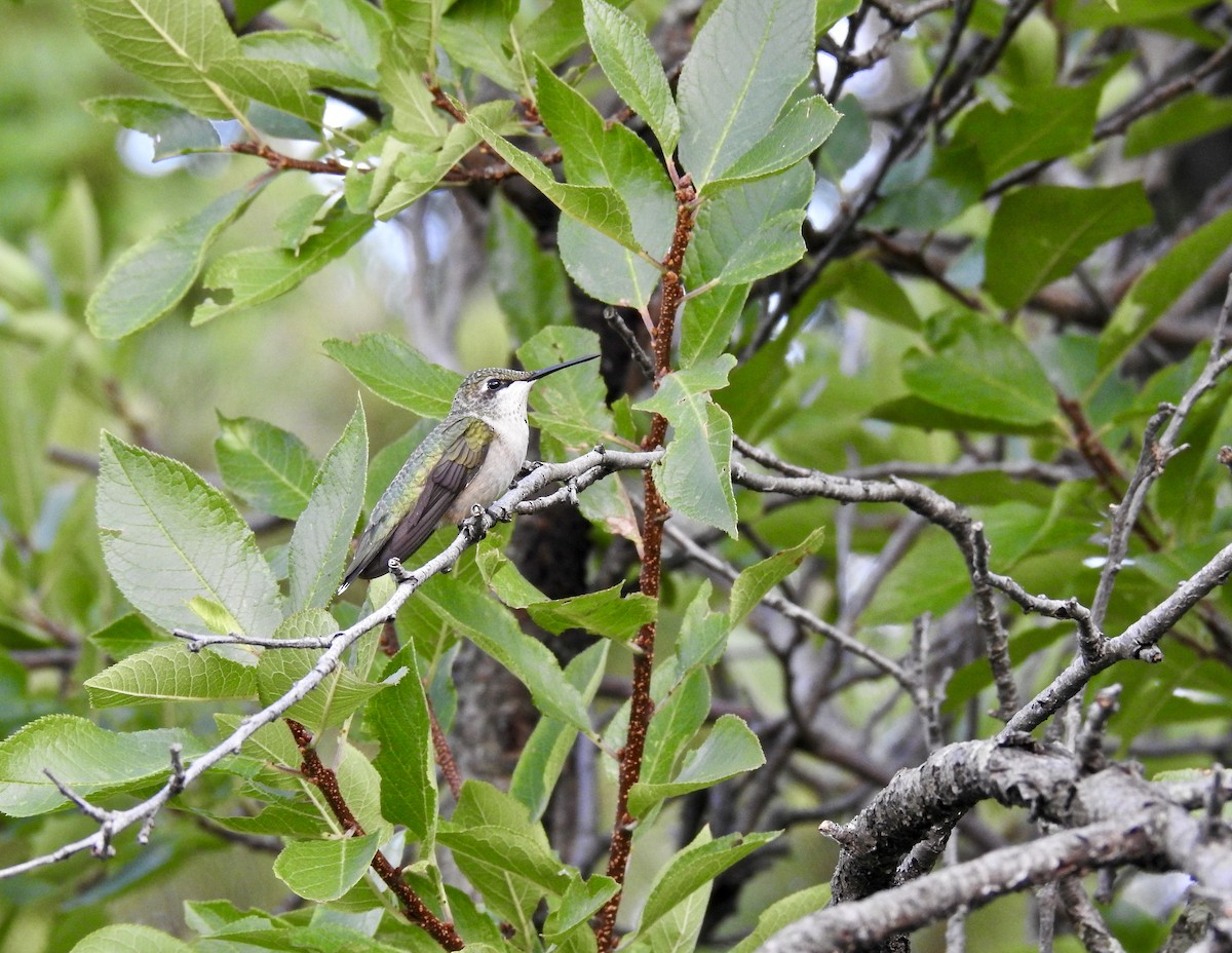 Ruby-throated Hummingbird - Dede Kotler