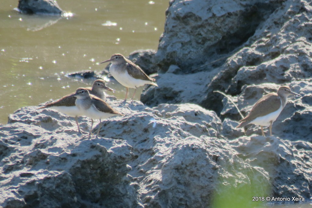 Common Sandpiper - Antonio Xeira