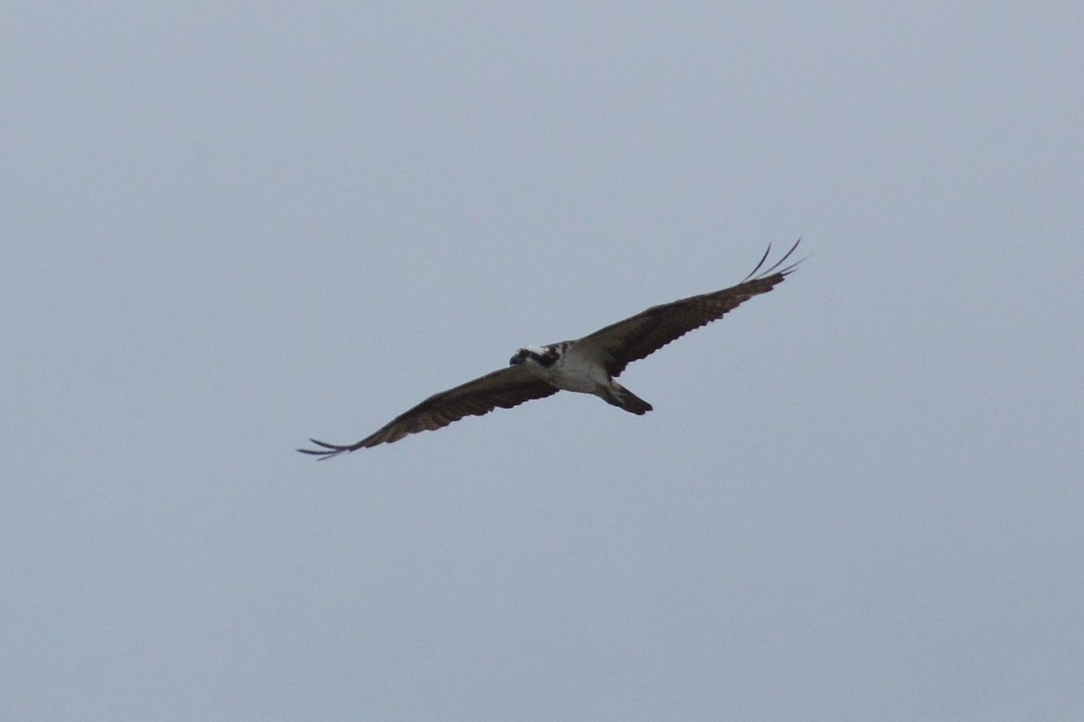 Osprey - Wayne Grubert