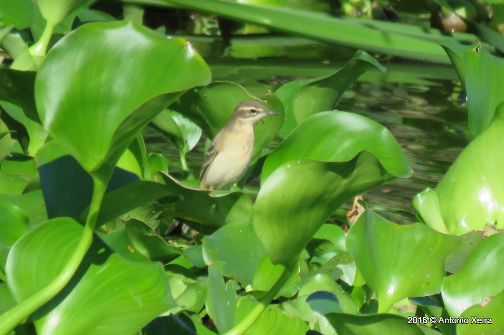 Western Yellow Wagtail - ML109455111