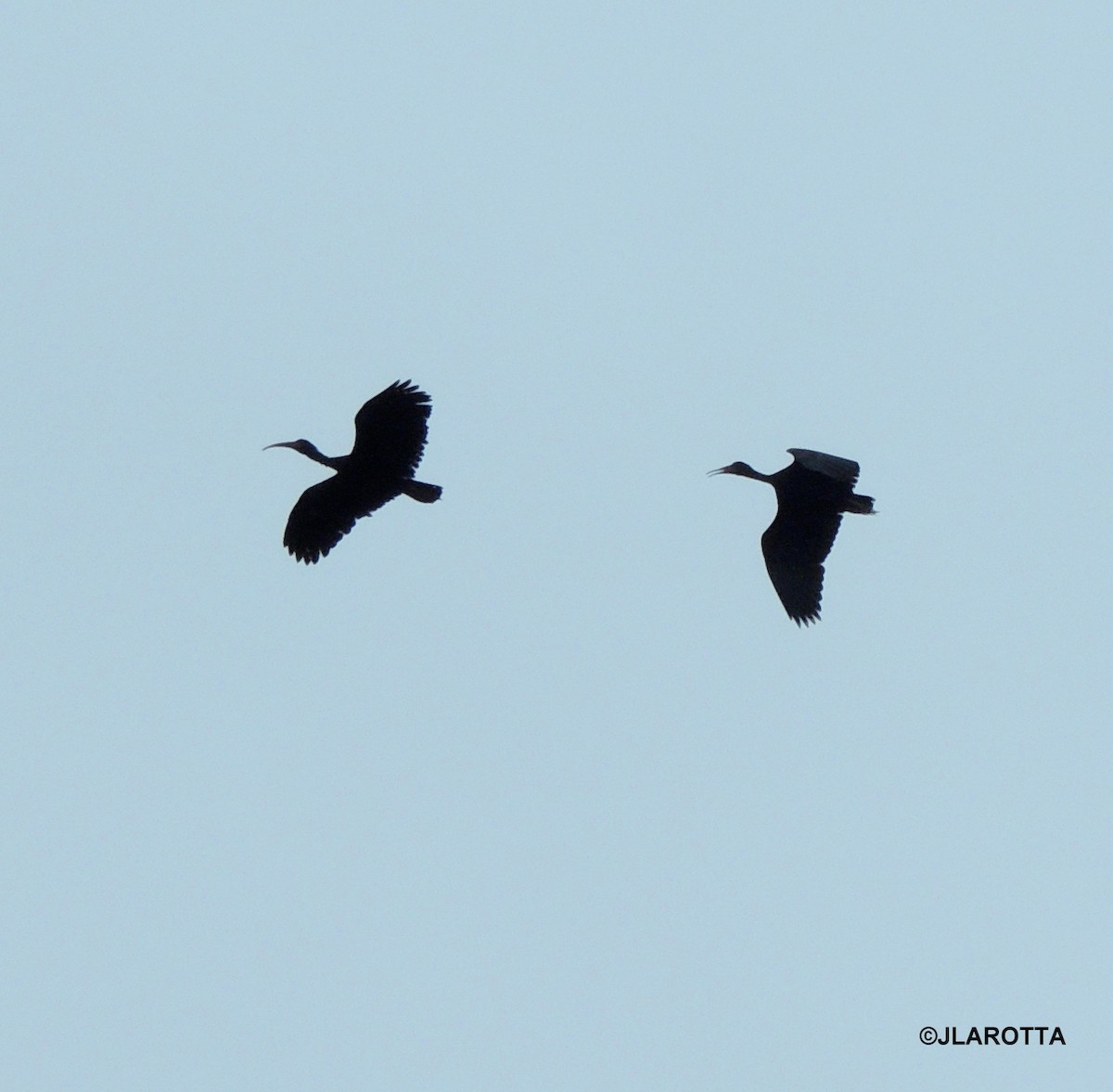 Bare-faced Ibis - ML109457231