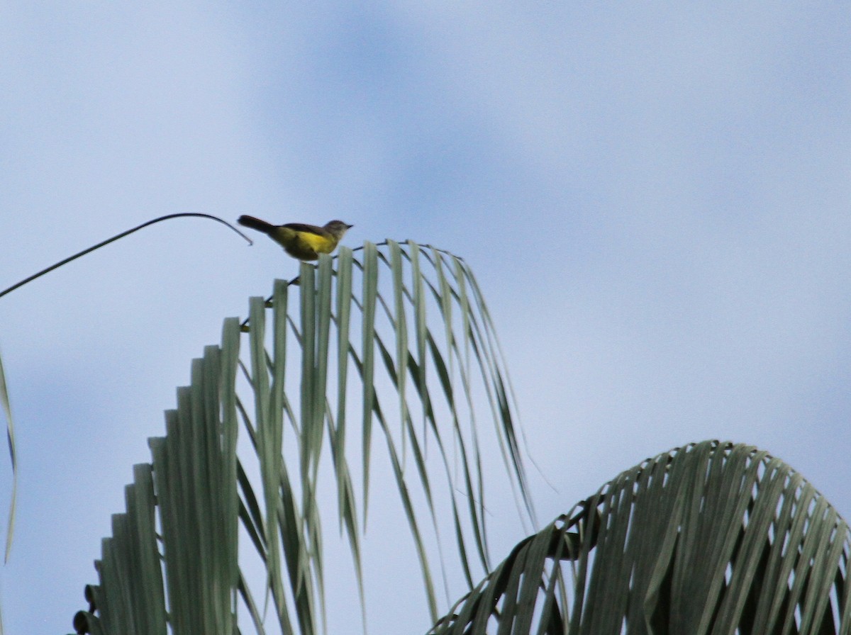 Dusky-chested Flycatcher - ML109460881