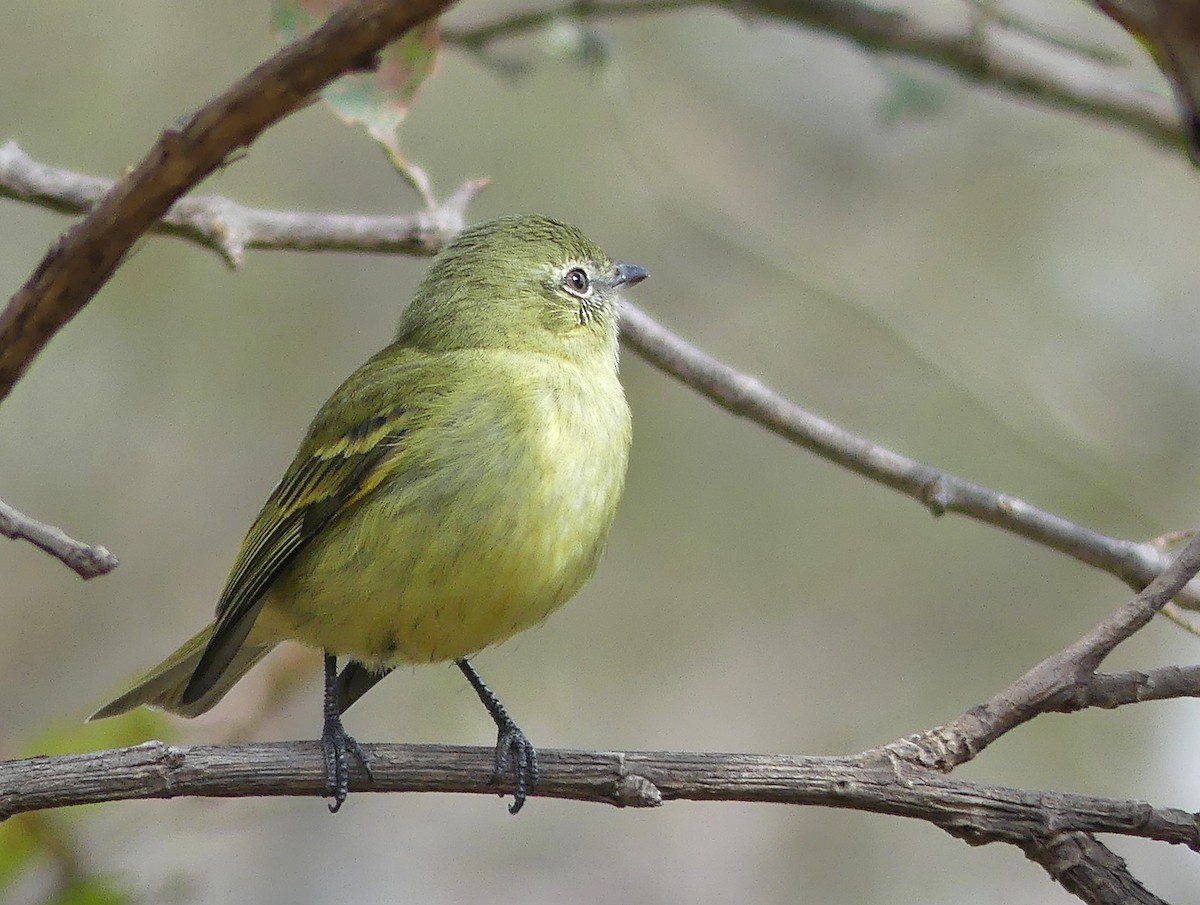 Rough-legged Tyrannulet - ML109461101