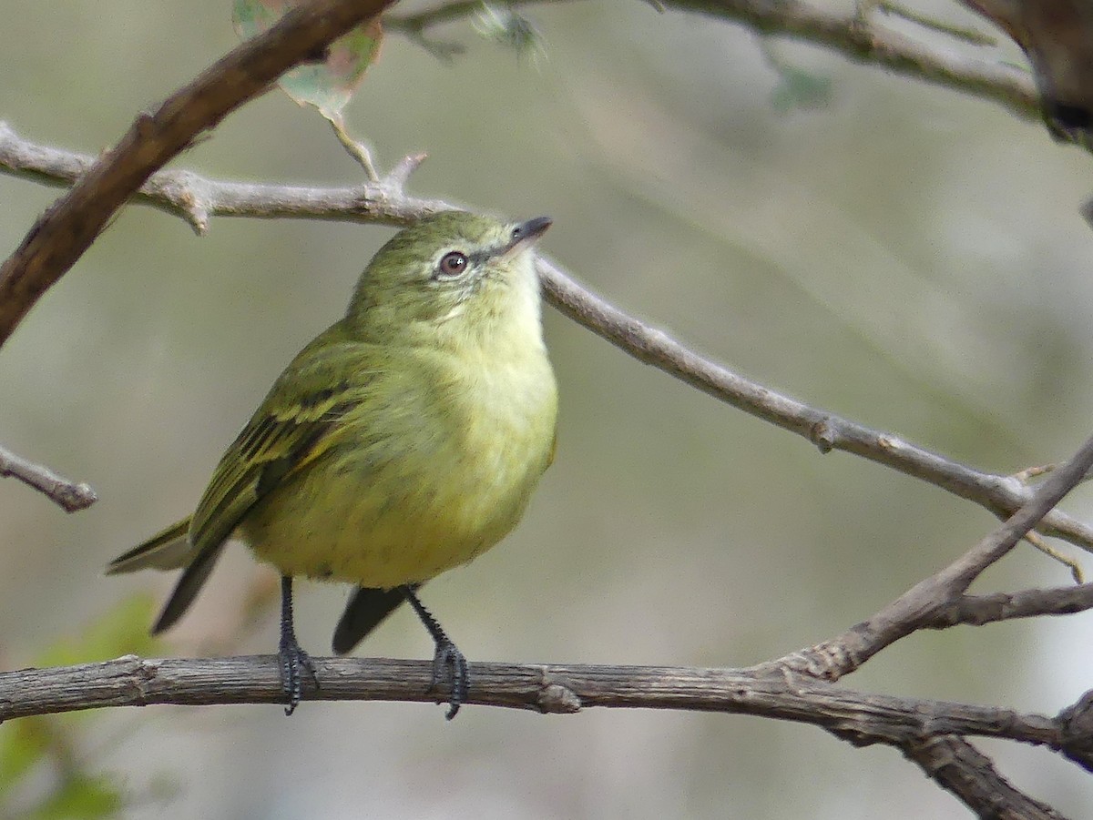 Rough-legged Tyrannulet - ML109461111