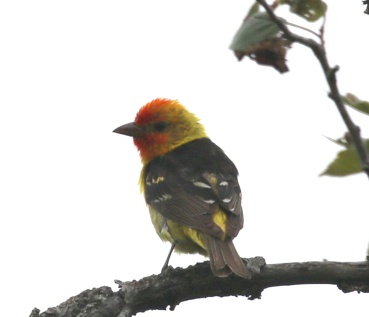 Western Tanager - ML109462841