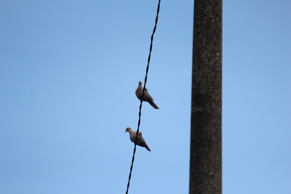 Eurasian Collared-Dove - ML109463491