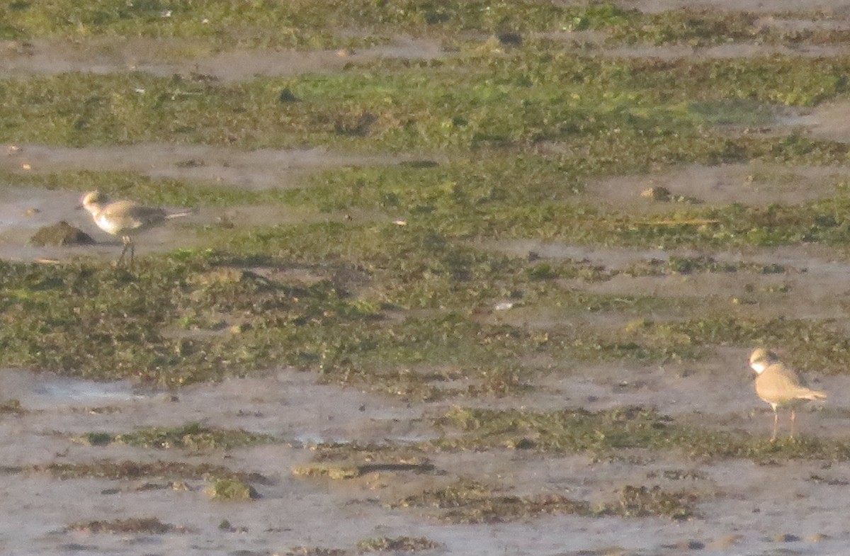 Kentish Plover - ML109464851