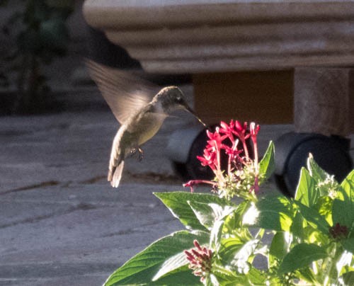 Black-chinned Hummingbird - ML109465001