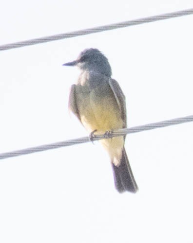 Cassin's Kingbird - ML109465521