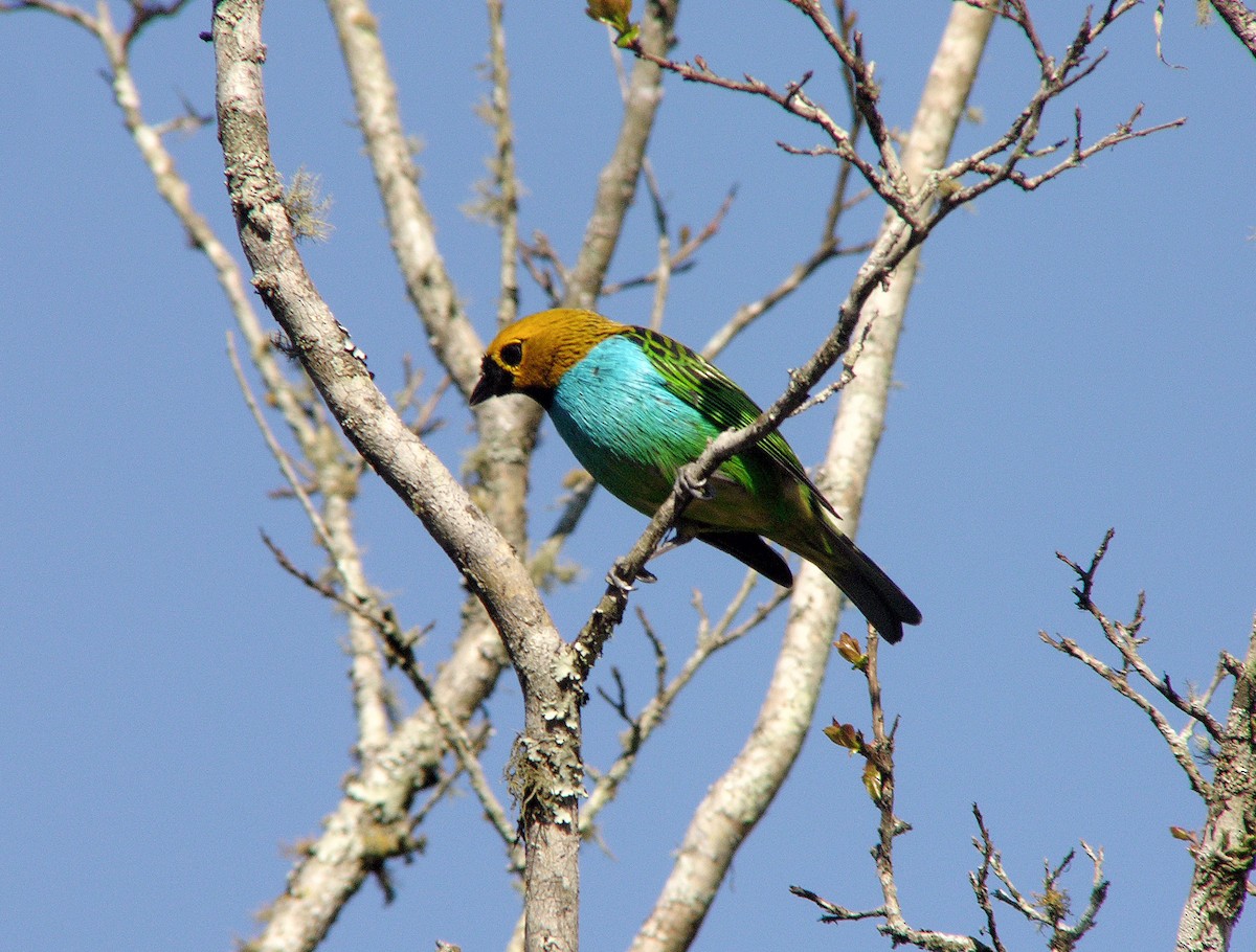 Gilt-edged Tanager - ML109466901