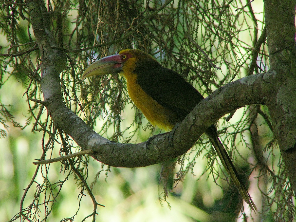 Araçari de Baillon - ML109467001