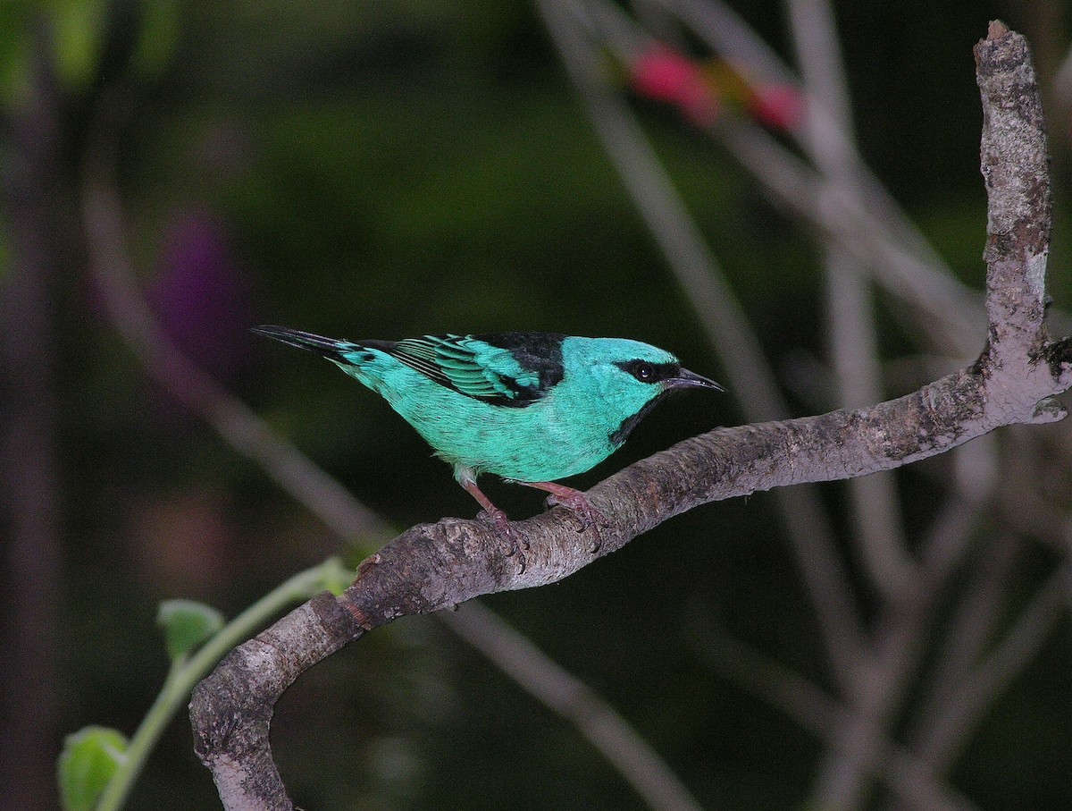 Blue Dacnis - ML109467041