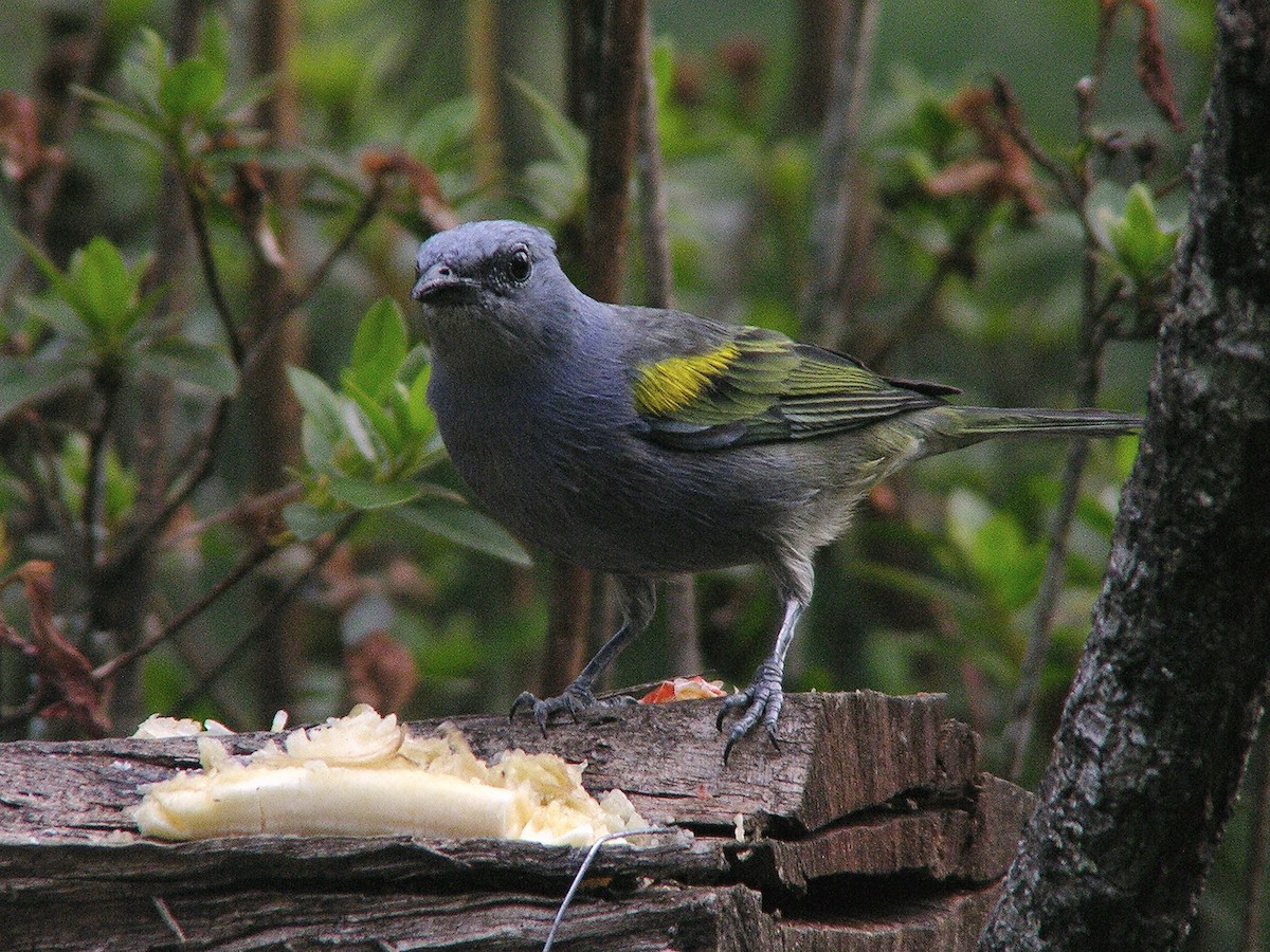 Golden-chevroned Tanager - ML109467101