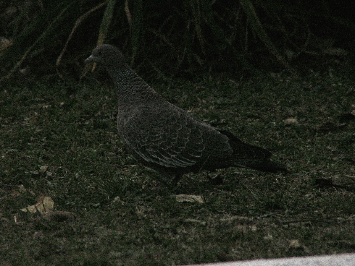 Pigeon picazuro - ML109467301