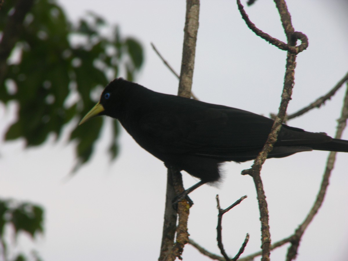 Red-rumped Cacique - ML109467311