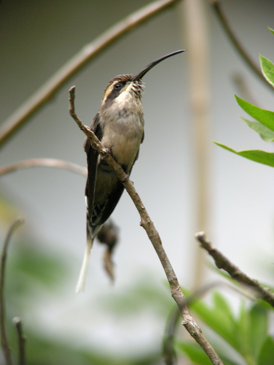 Scale-throated Hermit - ML109467451