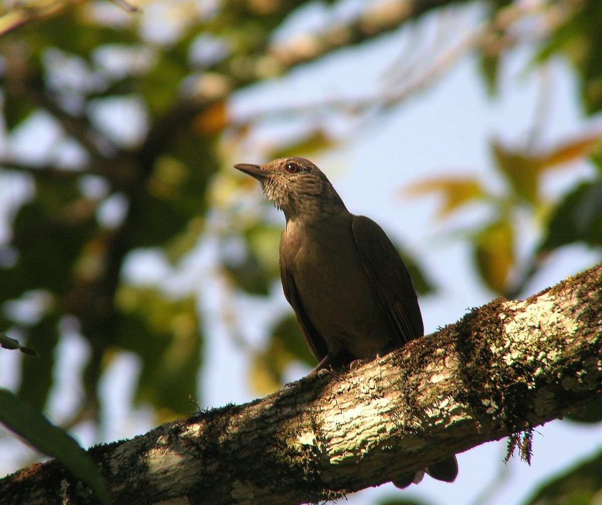 Creamy-bellied Thrush - ML109468501