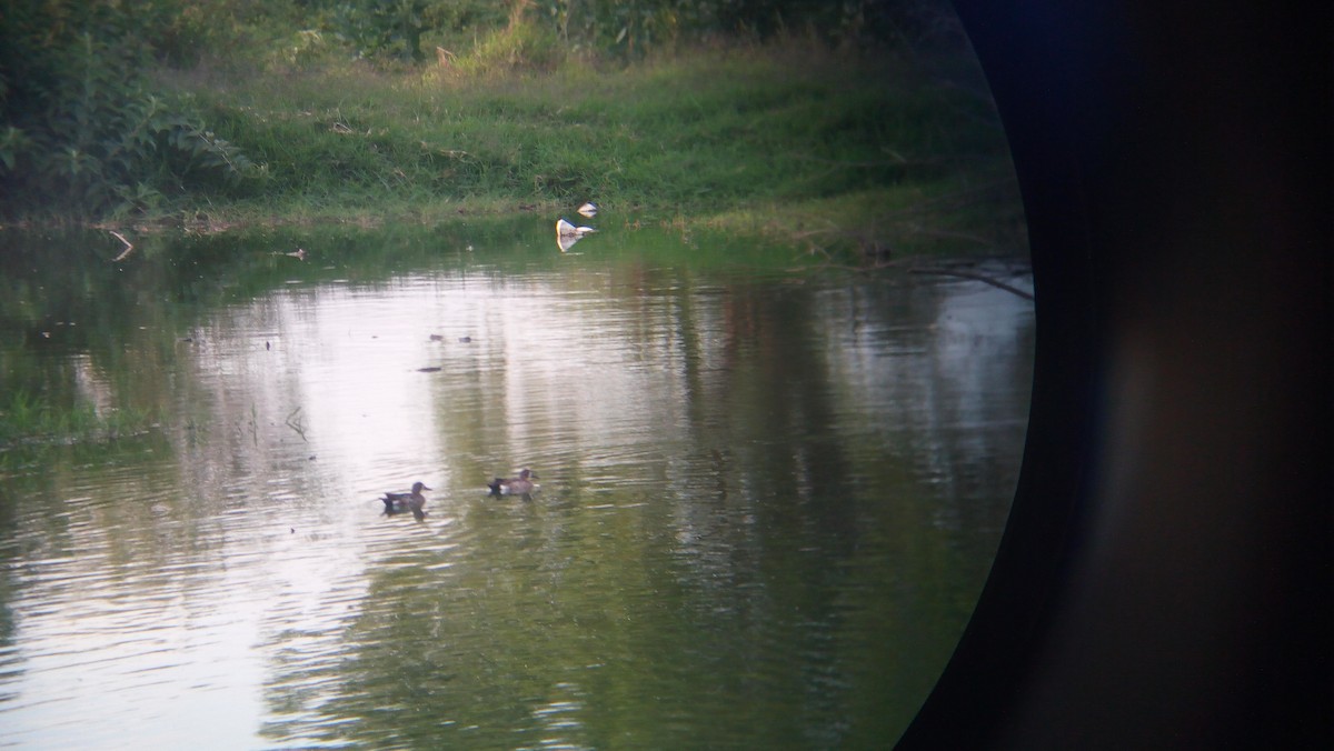 Blue-winged Teal - J. A. David Ramírez Cruz