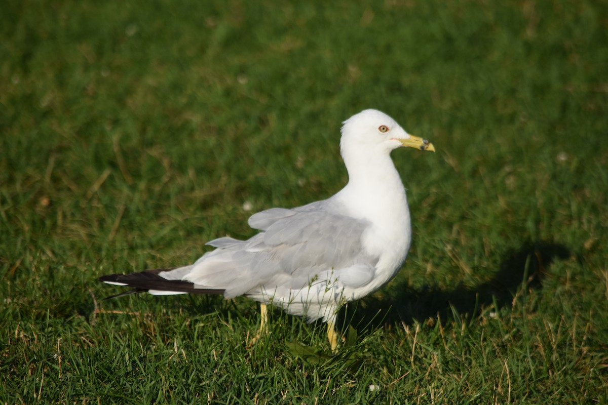 Ring-billed Gull - ML109469901