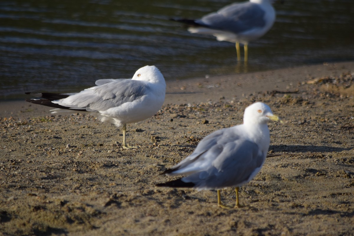 Ring-billed Gull - ML109469951