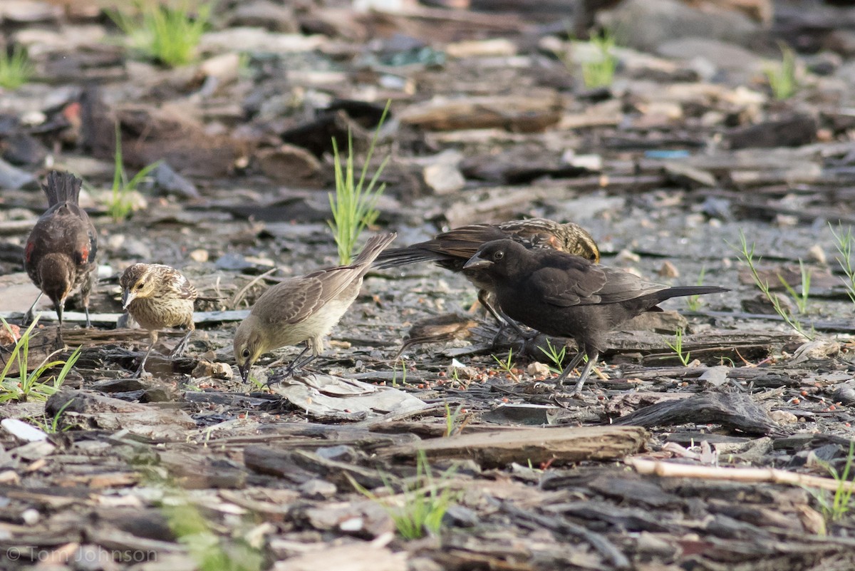 Shiny Cowbird - Tom Johnson