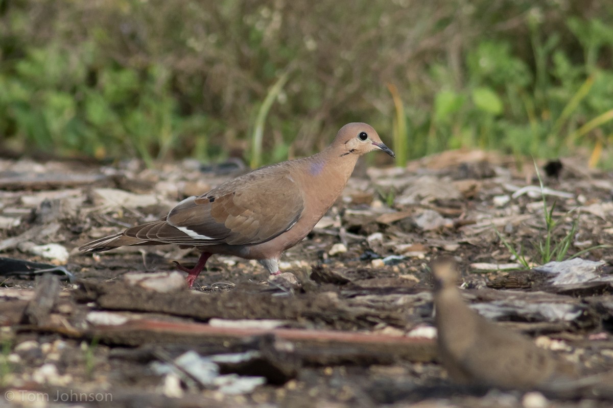 Zenaida Dove - ML109472221