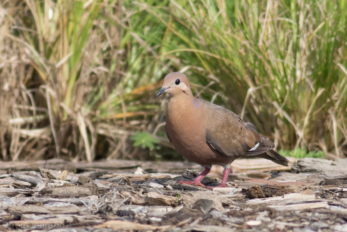 Zenaida Dove - ML109472581