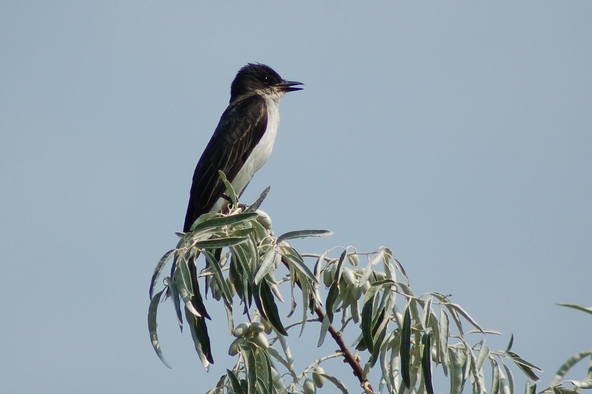 Eastern Kingbird - ML109473161