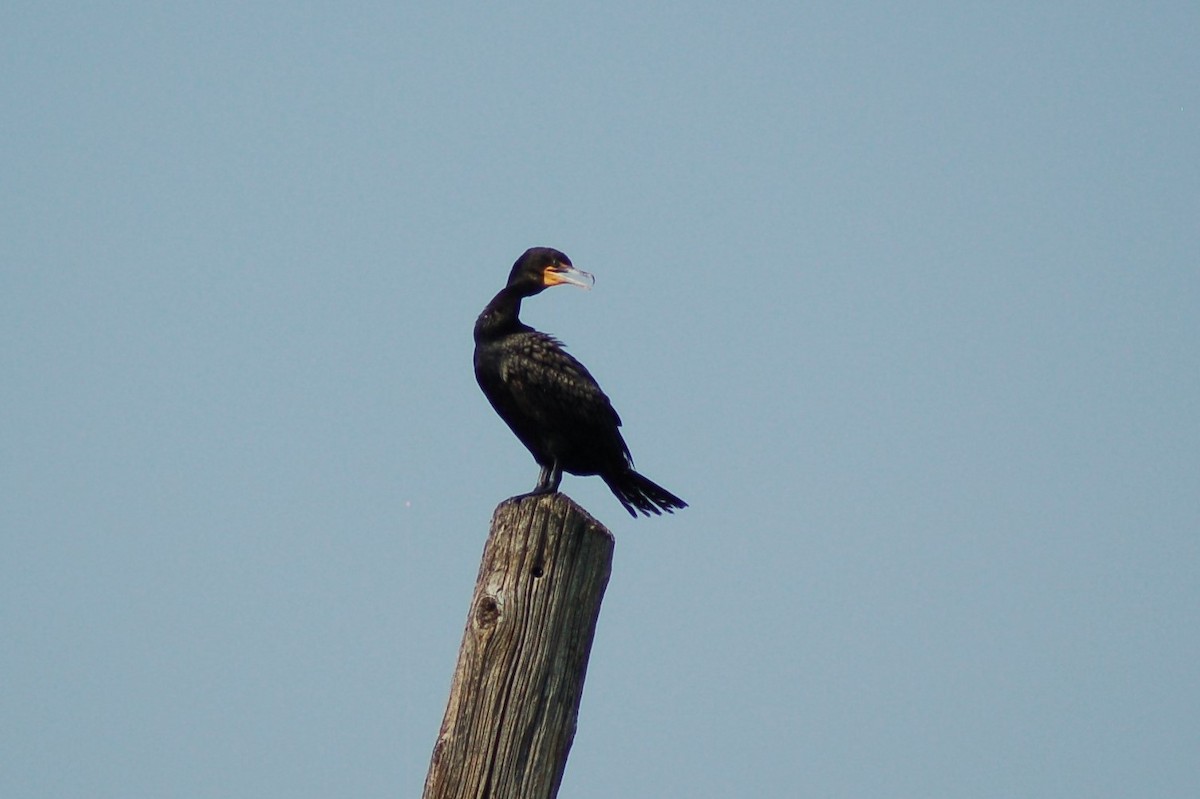 Double-crested Cormorant - ML109473261