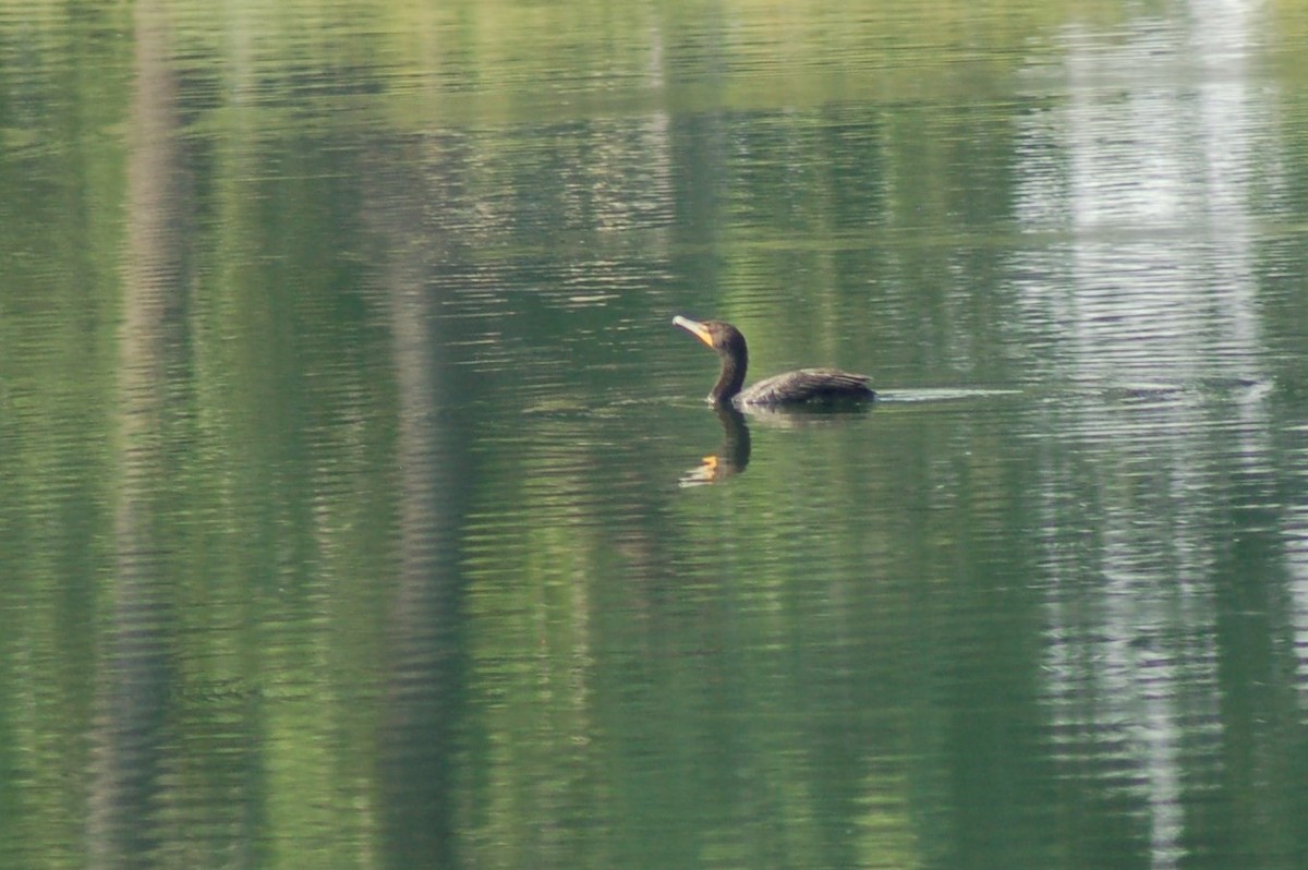 Double-crested Cormorant - ML109473271