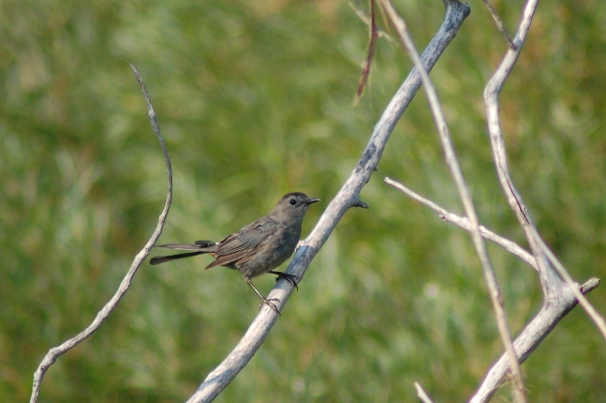 Gray Catbird - ML109473431