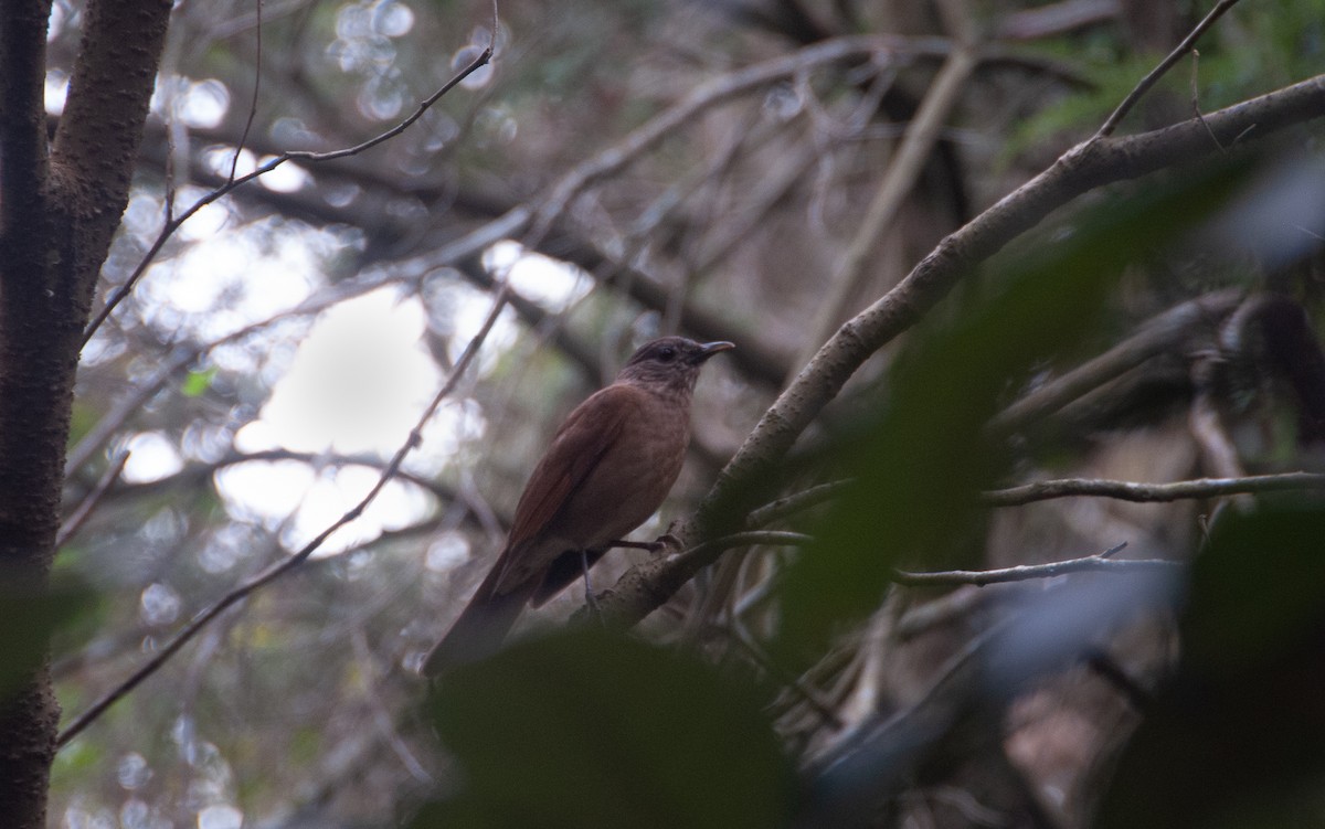 Pale-breasted Thrush - ML109474311