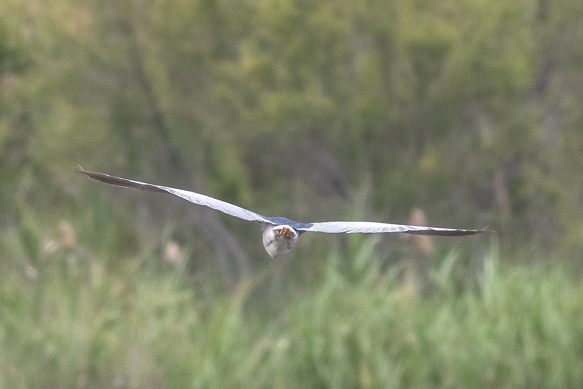 Black-crowned Night Heron - ML109474791