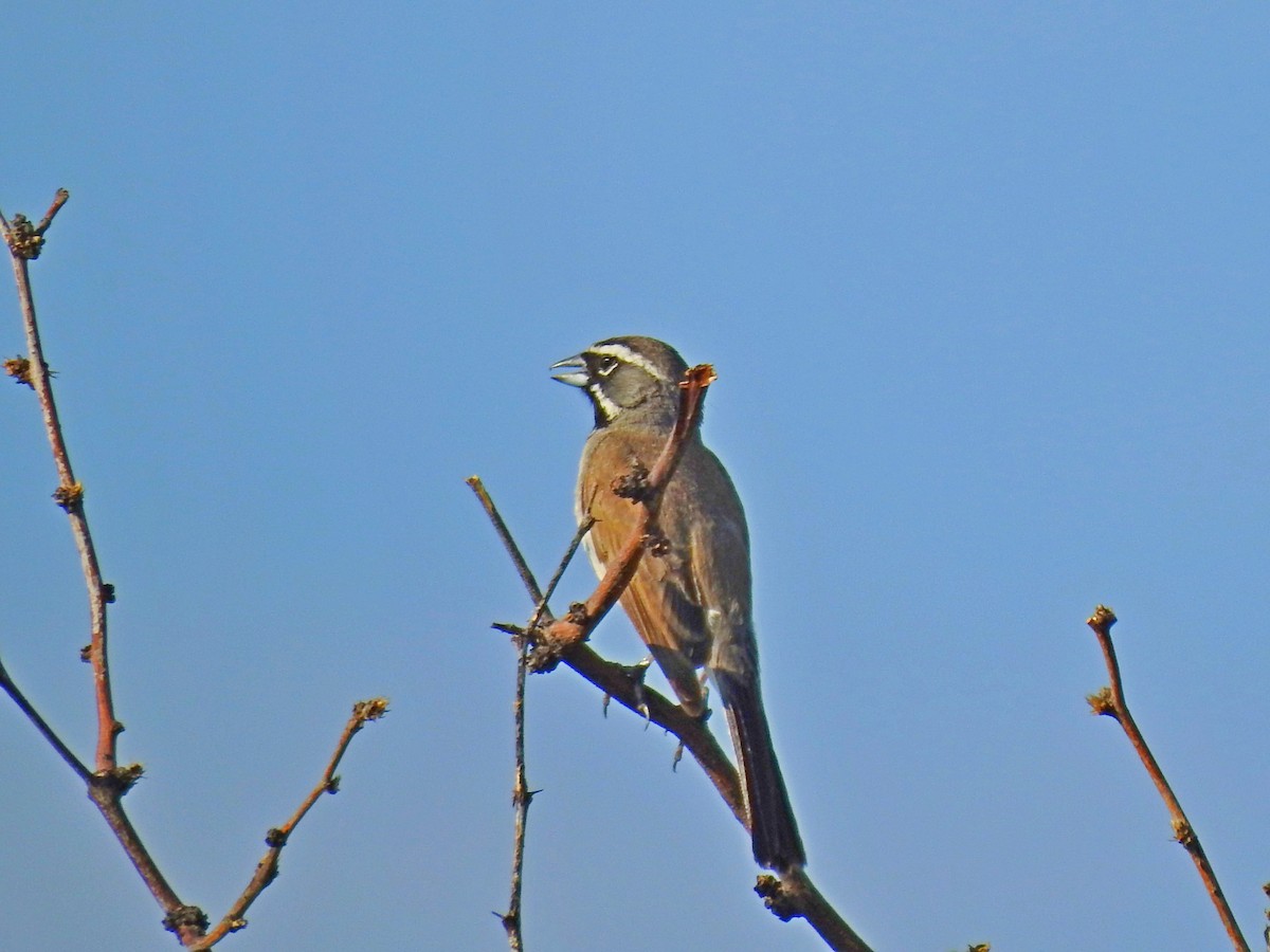 Black-throated Sparrow - Bill Ypsilantis