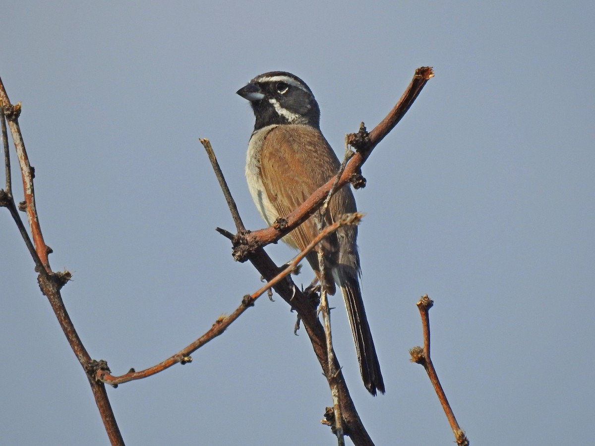 Black-throated Sparrow - Bill Ypsilantis