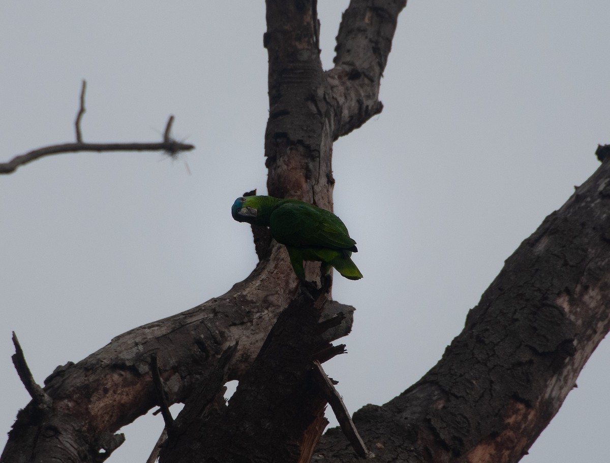 Turquoise-fronted Parrot - ML109475551