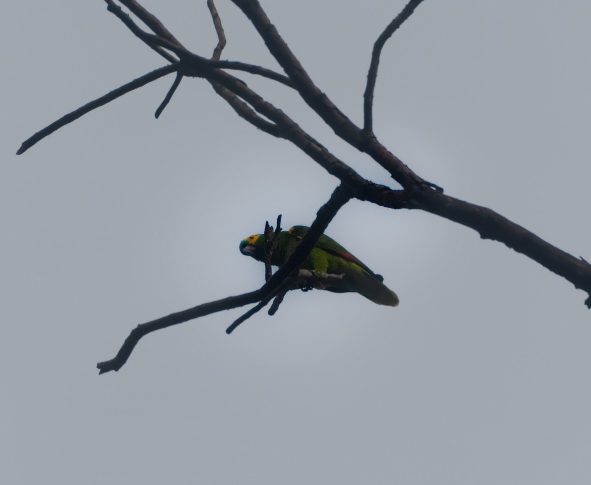 Turquoise-fronted Parrot - ML109475781