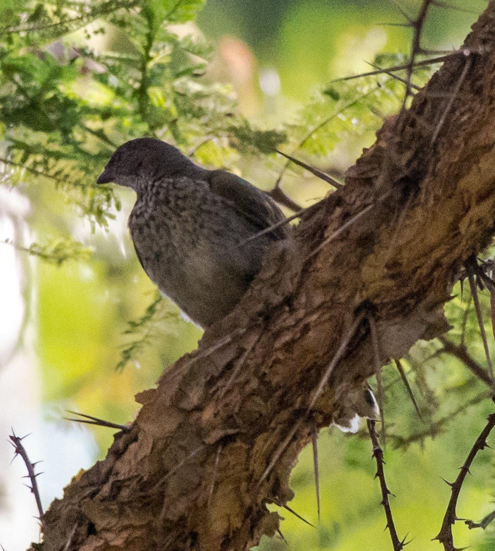 Scaly-throated Honeyguide - Simon Carter