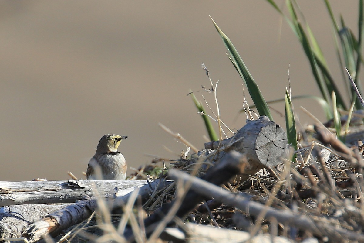 Horned Lark - ML109476701