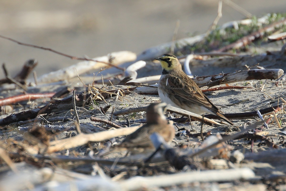 Horned Lark - Tim Lenz