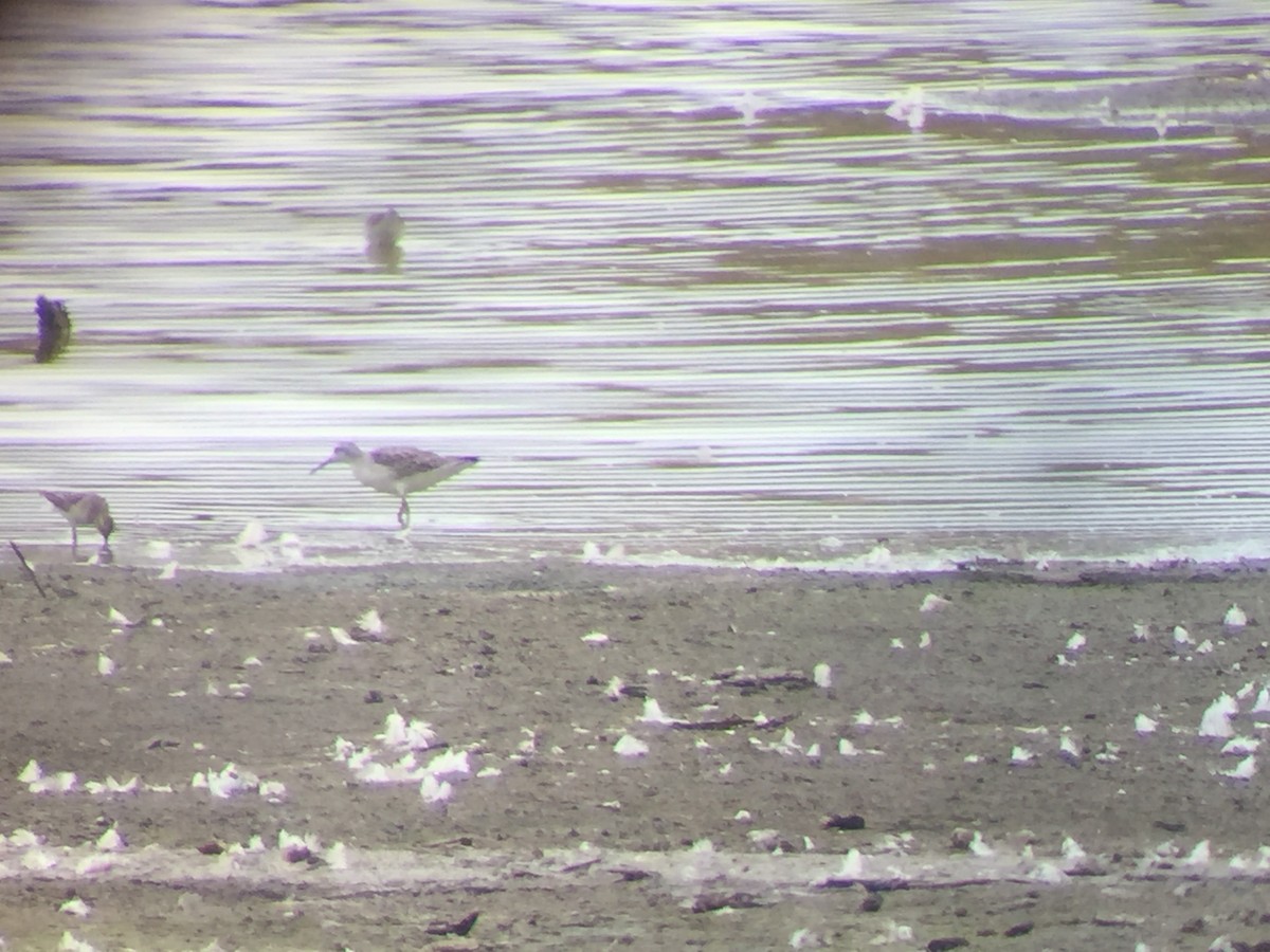 Wilson's Phalarope - ML109477651