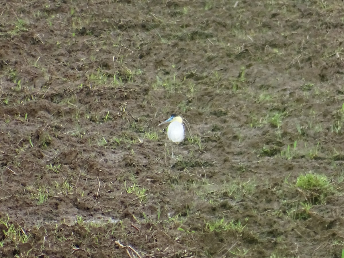 Capped Heron - ML109478631